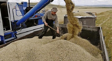 Kolik je tuna a kilogram pšeničného zrna, kde si můžete koupit